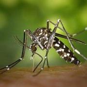 Cdc gathany aedes albopictus 1